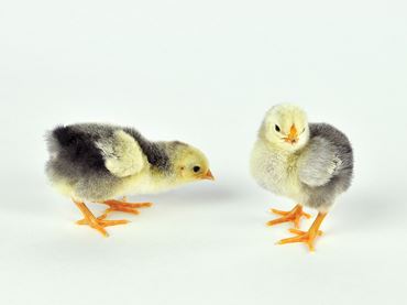 chicken eggs, fertile eggs, hatching eggs