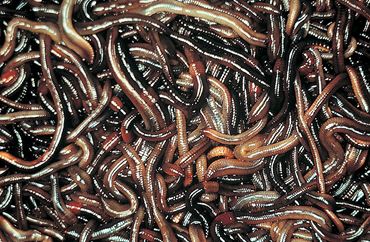 Live Earthworms, Pkg. of 30