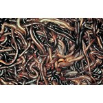 Live Earthworms, Pkg. of 30