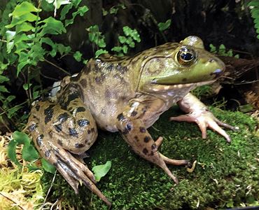 Live Bullfrogs and Tadpoles for Sale