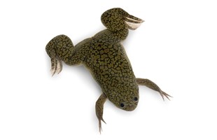 Resultado de imagen de Xenopus laevis