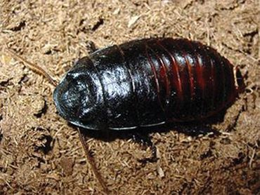 Hissing Cockroach