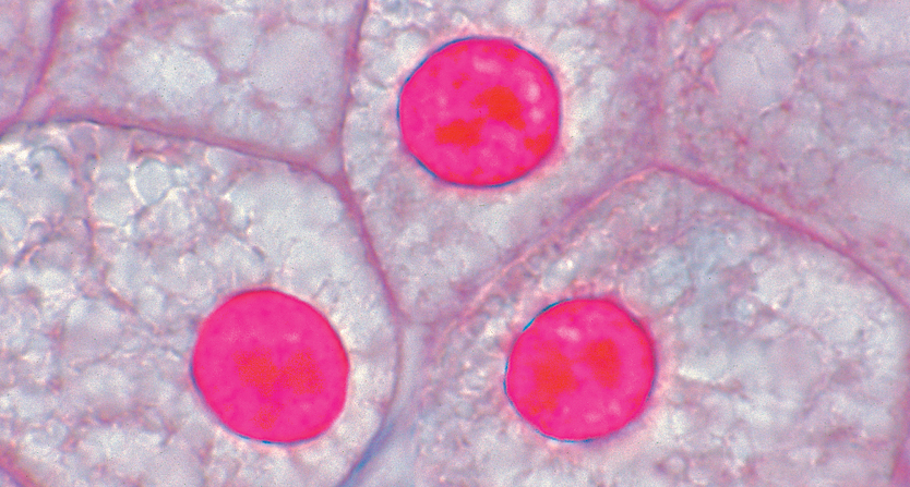 Amphiuma Liver Microscope Slide 