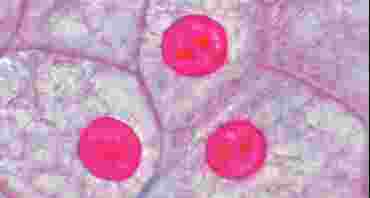 Animal Cell Microscope Slide