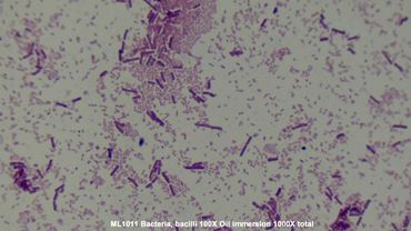 Separate Bacteria Microscope Slide