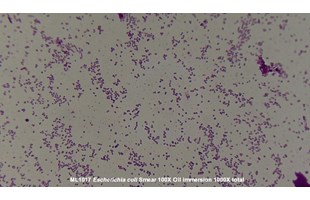 prokaryotic and eukaryotic cells worksheet answer key