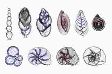 Formainifera Microscope Slide