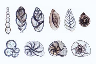 Formainifera Microscope Slide
