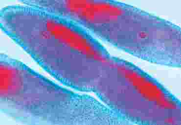 Paramecium Fission Microscope Slide