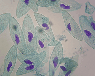 Paramecium Fission Microscope Slide