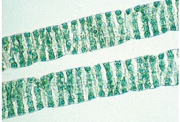 Spirogyra Small Species Microscope Slide