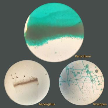 Mold Types Microscope Slide