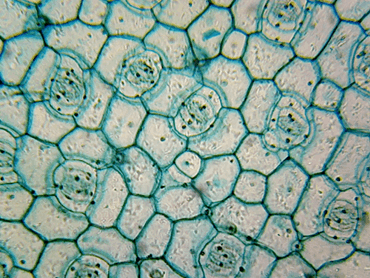 Leaf Epidermis Microscope Slide