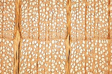 Herbaceous and Woody Stems Microscope Slide