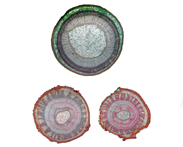 AgingTilia Stems Microscope Slide