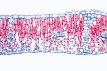 Syringa vulgaris Microscope Slide