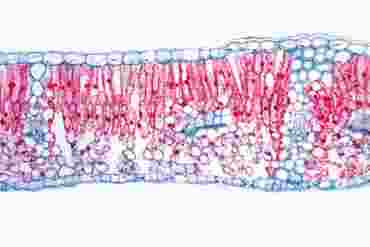 Syringa vulgaris Microscope Slide