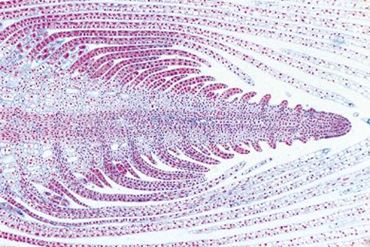 Elodea Stem Microscope Slide