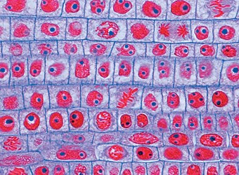 Slide Allium cepa l s Flinn Scientific