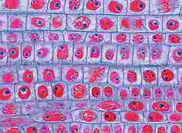 Allium cepa Root Tip Microscope Slide