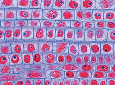 Allium cepa Root Tip Microscope Slide