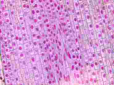 Allium Root Tip Microscope Slide Roots