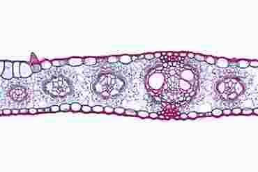 Zea Mays Leaf Blade Microscope Slide