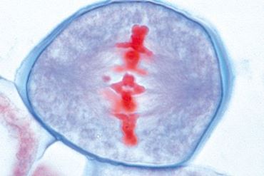 Lilium Anthers Microscope Slide