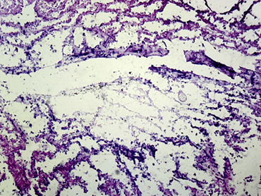 Scypha grantia Microscope Slide