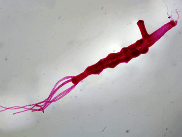 Hydra Microscope Slide