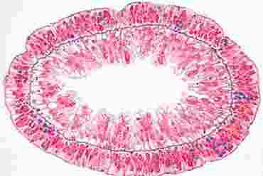Hydra Dermal Layers Microscope Slide