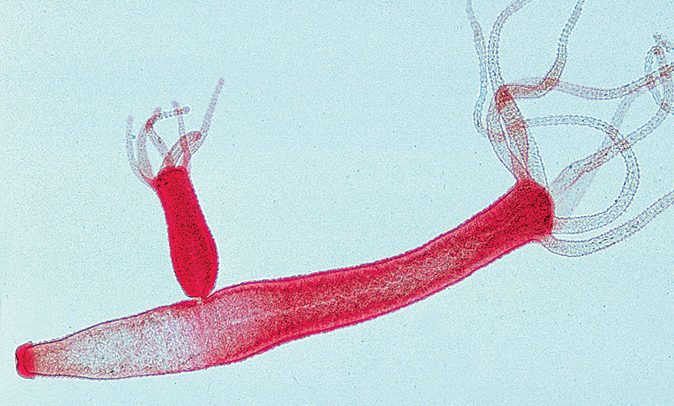 Image result for hydra budding