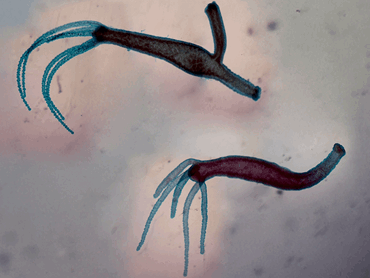 Hydra Budding Microscope Slide