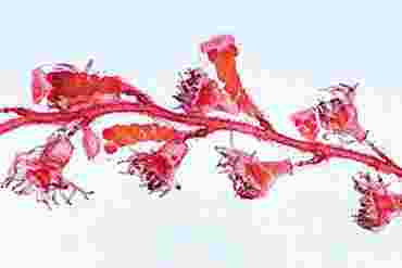 Obelia Microscope Slide