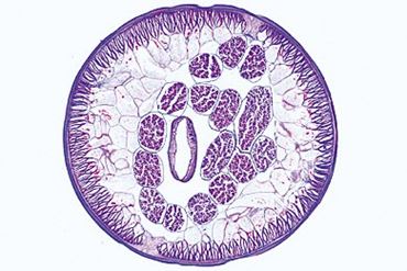 Ascaris lumbricoides Microscope Slide