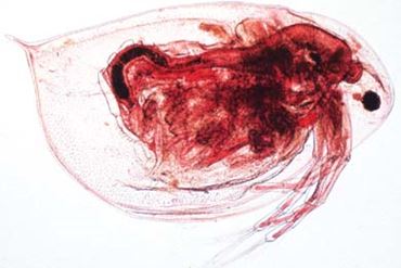 Daphnia Microscope Slide
