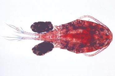 Copepod Microscope Slide