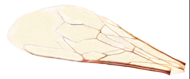 Insect Wings Microscope Slide