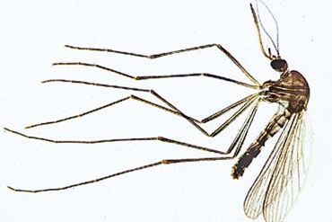 Mosquito Microscope Slide