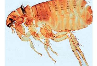 Flea Microscope Slide
