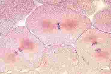 Whitefish Mitosis Microscope Slide