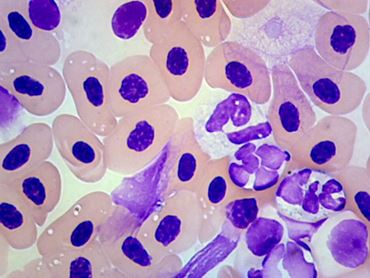 Frog Blood Microscope Slide