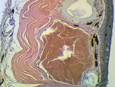 Frog Skin Microscope Slide