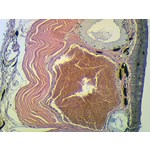 Frog Skin Microscope Slide