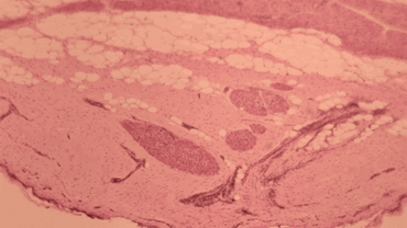 Bird Feather Composite Microscope Slide