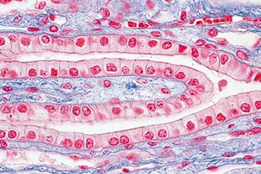 Cuboidal Epithelium Microscope Slide