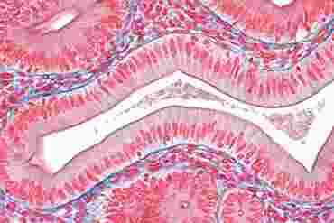 Columnar Epithelium Microscope Slide