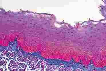 Stratified Squamous Epithelium Microscope Slide