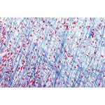 Areolar Tissue Microscope Slide