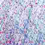Areolar Tissue Microscope Slide